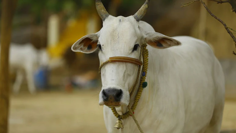 rlak4li4 cow generic pixabay 625x300 08 august 18